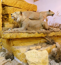 wirtualne wycieczki - Muzeum Przyrodniczo-owieckie w Uzarzewie