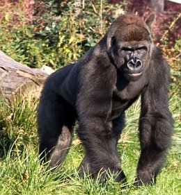wirtualne wycieczki - Ogrd zoologiczny w Opolu