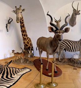 wirtualne wycieczki - Muzeum Niepoomickie